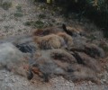 Κάτοικοι της Χίου δηλητηριάζουν αλεπούδες, γατιά και σκυλιά!